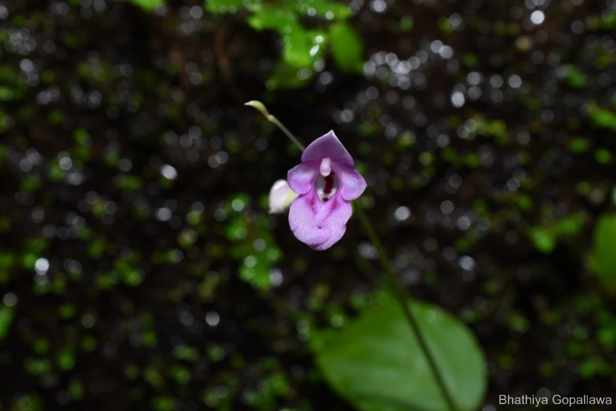 Impatiens yakandawalarum Gopallawa, Hapuarachchi & Jayathissa